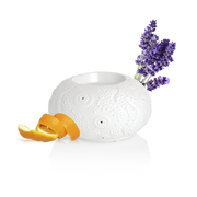 Puress diffuseur calvi